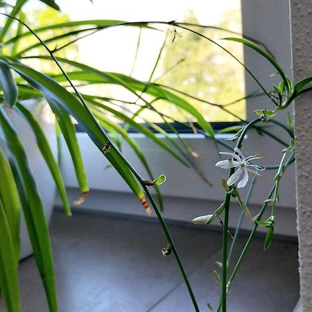 Kempten Mit Bauernhof-Flair Εξωτερικό φωτογραφία